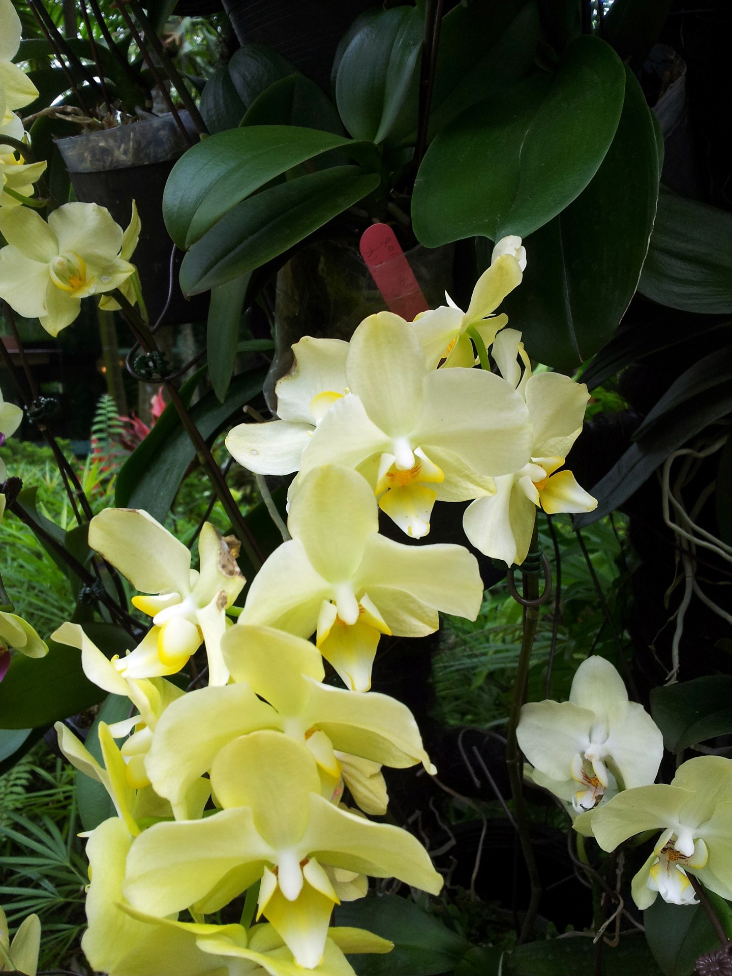 желтый цветок орхидеи в цвету