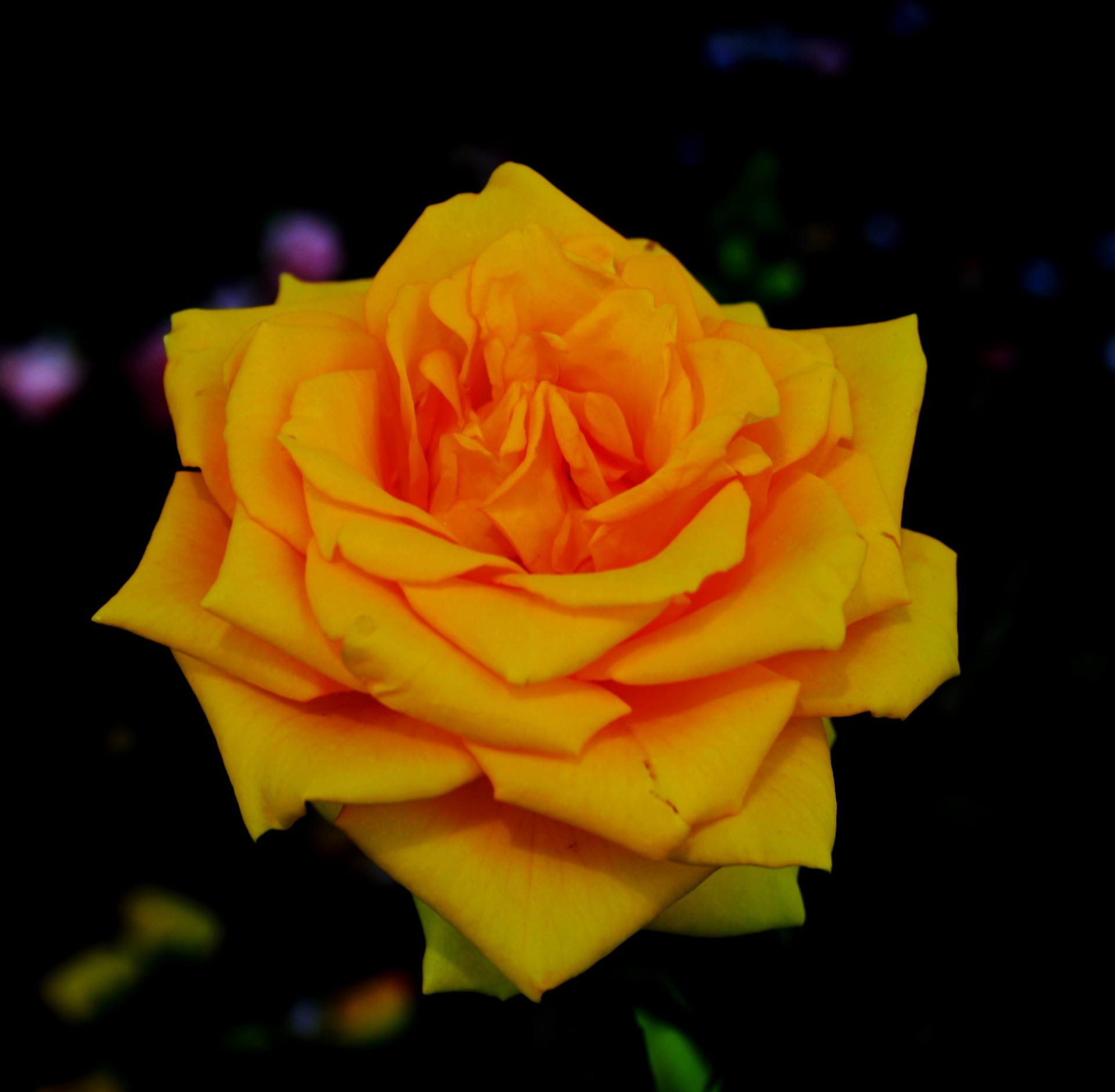 желтая роза красоты
