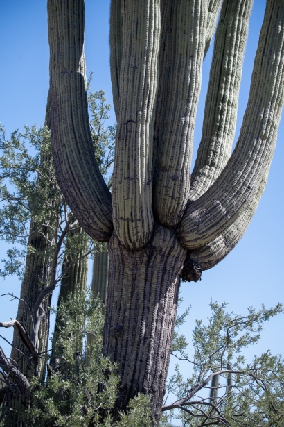 Arizona Saguaro Cactus Photo Free Stock Photo - Public Domain Pictures