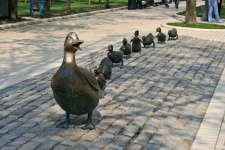 A Row Of A Duck And Ducklings