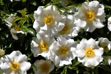 Gyönyörű Cherokee rózsa virágok