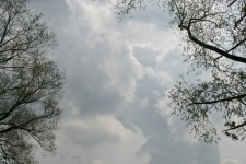 Cloudy Sky Over Tree Branches