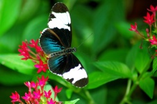 Cydno pillangó a kertben
