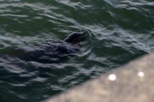 Photograph Of A Seal In Ocean