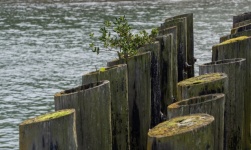 Old Pier Dock Posts Photograph