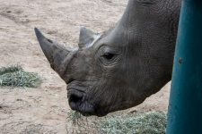 Rhino In Zoo Photograph
