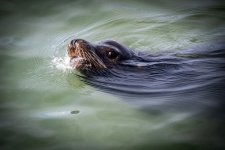 海豹在海中游泳的照片