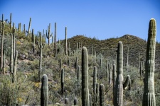 Photo de la forêt nationale de Saguaro