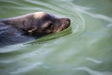 Fotografía de foca nadando en el mar.