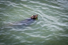 Photograph Of Seal Swimming In Sea
