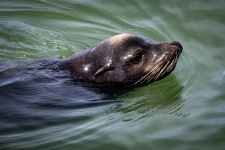 Fotografía de foca nadando en el mar.