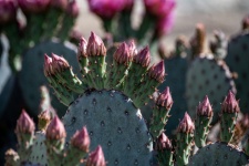 Flowering Prickly Pear Cactus Photo