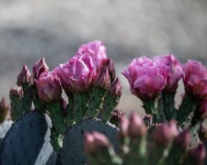 Flowering Prickly Pear Cactus Photo