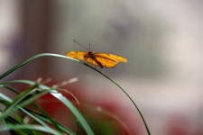 Oranje Julia Butterfly-foto