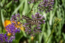 Zebrapatroon vlinderfoto