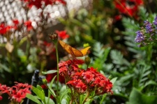 Oranje Julia Butterfly-foto