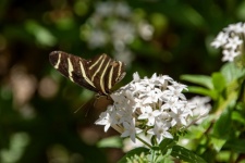 Zebrapatroon vlinderfoto