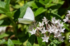 Witte vlinderfoto