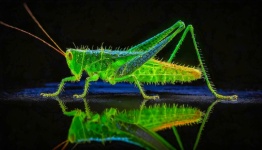 Insektengrüne Heuschreckenkunst