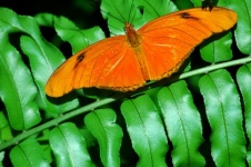 JÚLIA Pillangó a kertben
