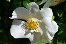 Makró kép Cherokee Rose