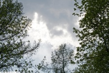 Trees In Spring Against Cloudy Sky