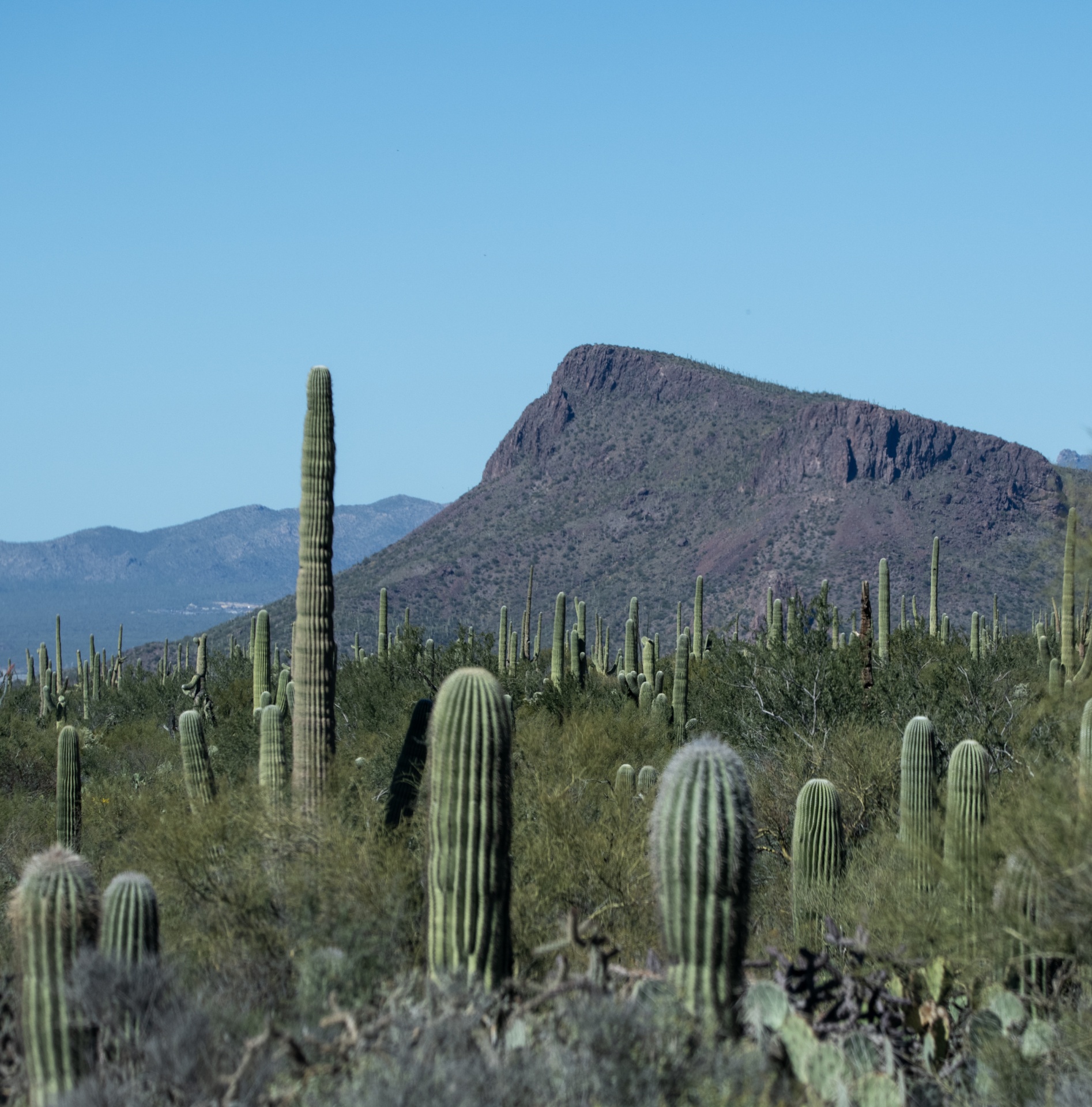 Arizona Saguaro Cacti Photograph Free Stock Photo - Public Domain Pictures