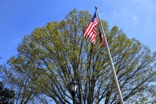 Bandiera americana vicino all'albero