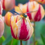 Dragonfly On Tulips