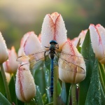Dragonfly On Tulips