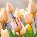 Libel op Tulpen