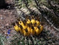 Flowering Barrel Cactus Photo