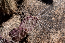 Long-thorned Cactus photograph