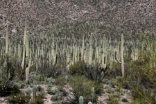 亚利桑那州 巨人柱 仙人掌 景观