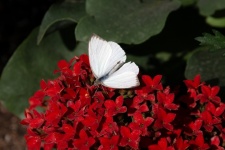 Cabbage White Moth Butterfly Photo