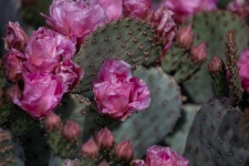 Flowering Prickly Cactus Photograph