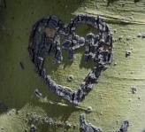 Heart Tree Trunk Carving Photo