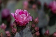 Photograph Of Pink Flowering Prickl