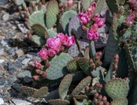 Flowering Prickly Cactus Photograph
