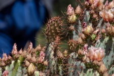 Prickly Pear Flowering Cactus Photo