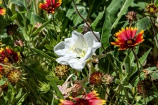 White primrose flower photograph