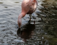 Flamingo-Fotografie