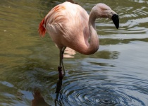 Flamingo-Fotografie