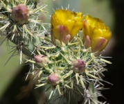 Flowering Cacti Photograph