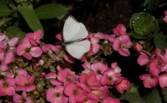 Cabbage White Butterfly Photo