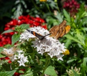 Julia And Red Admiral Butterflies