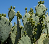 Prickly Pear New Growth Bud Photo
