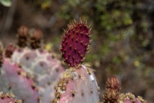 Purple Prickly Pear Cactus Photo