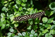 Zebra Longwing Butterflies Photo