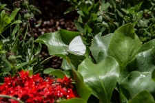 White Butterfly Photograph